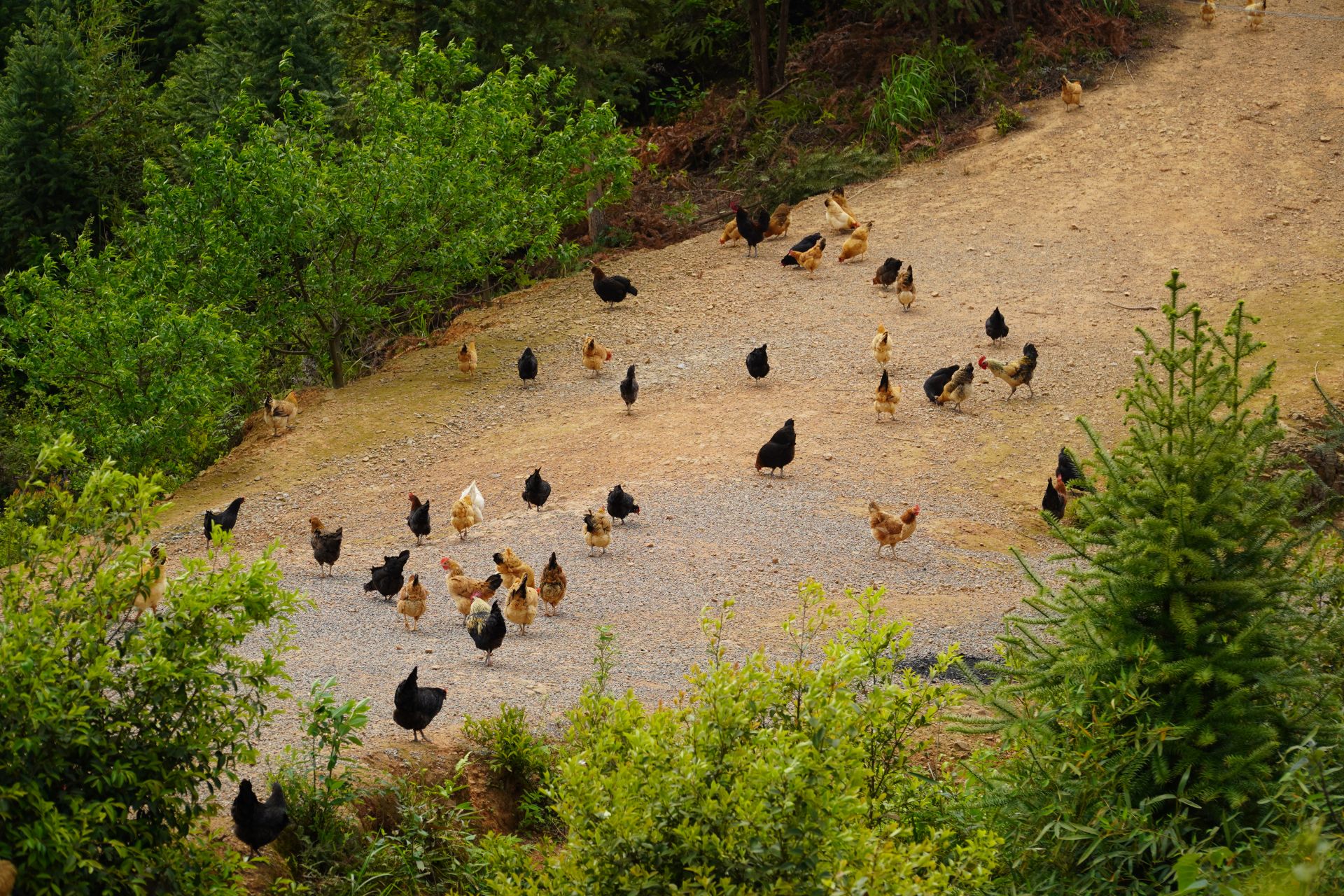 战疫情促农业发展郑普雄养殖生态土鸡啄开致富路