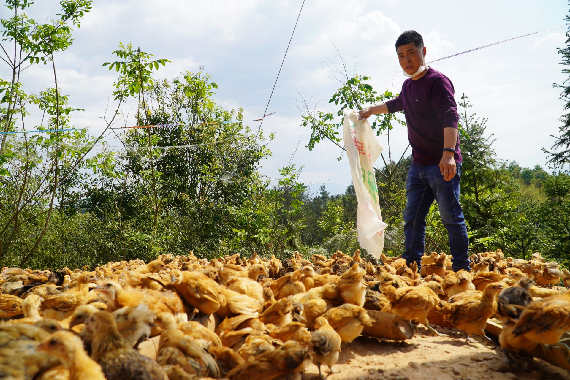 战疫情促农业发展郑普雄养殖生态土鸡啄开致富路