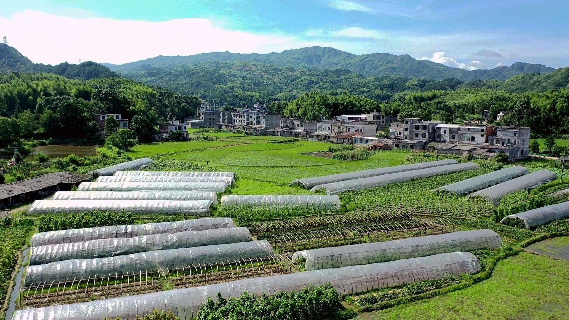 战疫情促农业发展王良丙昔日贫困户勤劳变身蔬菜种植能手