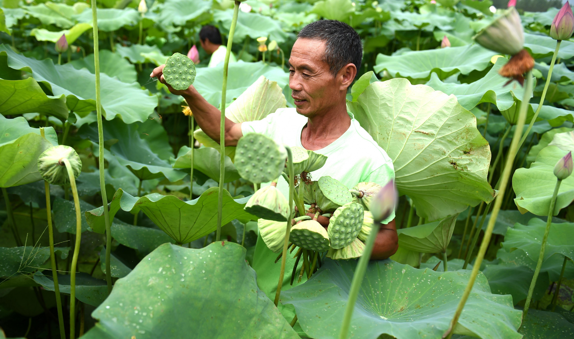 四庄乡清水画廊"双莲"文化基地共投资2000万,种植湘莲面积达1500多亩