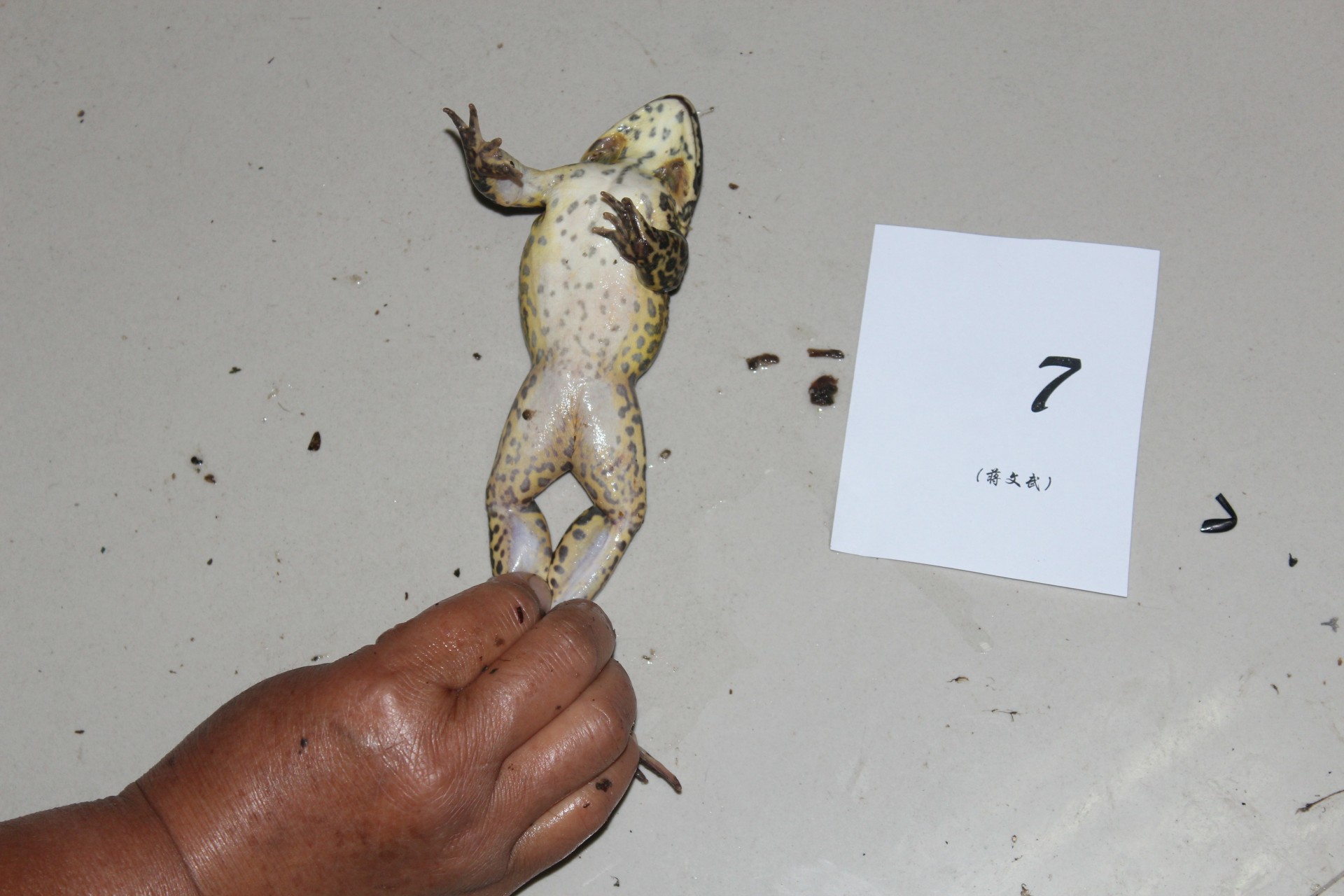 公益诉讼人  杨桃平:本院(通城县人民检察院)认为,虎纹蛙是我国珍贵