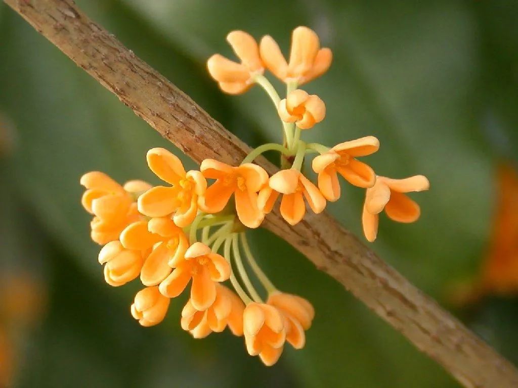 清风满桂楼·中秋咏桂潘世兵亭亭画碧.到晚凌香,三秋独尊峰脊.