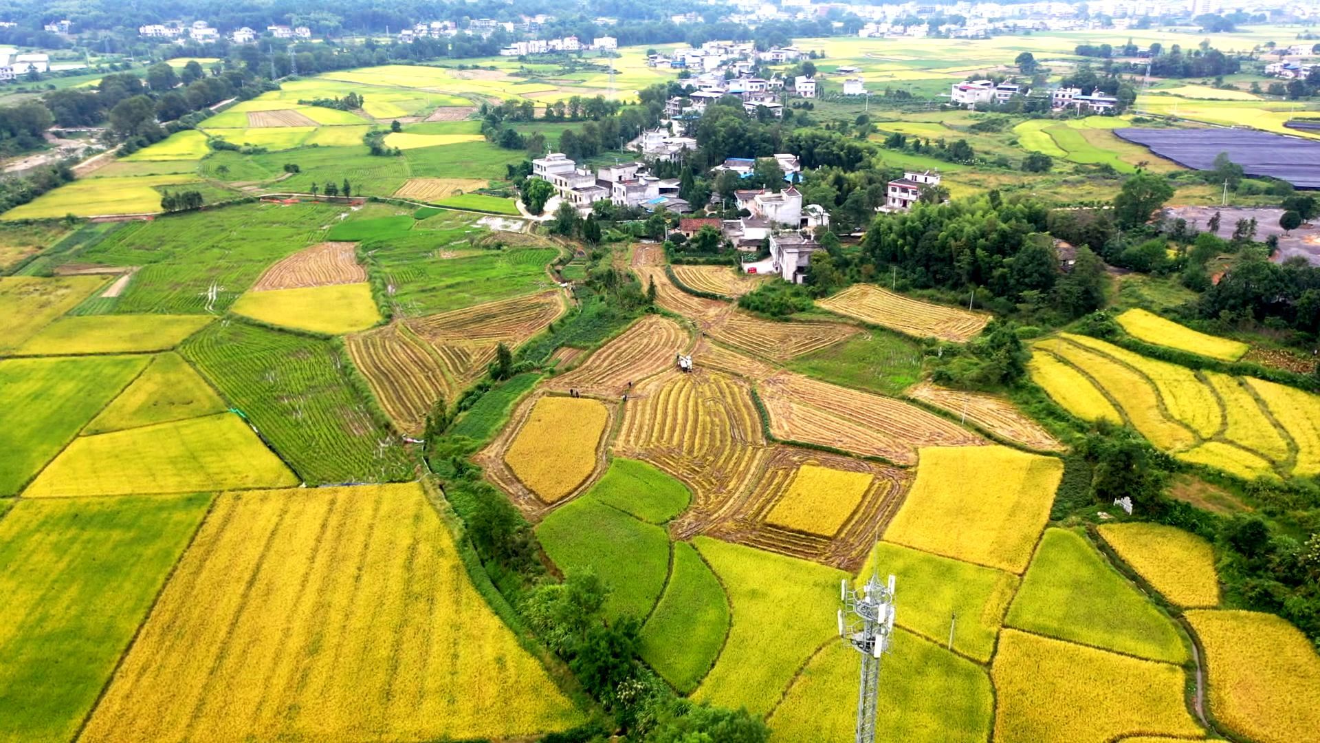 【回眸十三五】湖北通城:提质增效 激发农业农村新活力