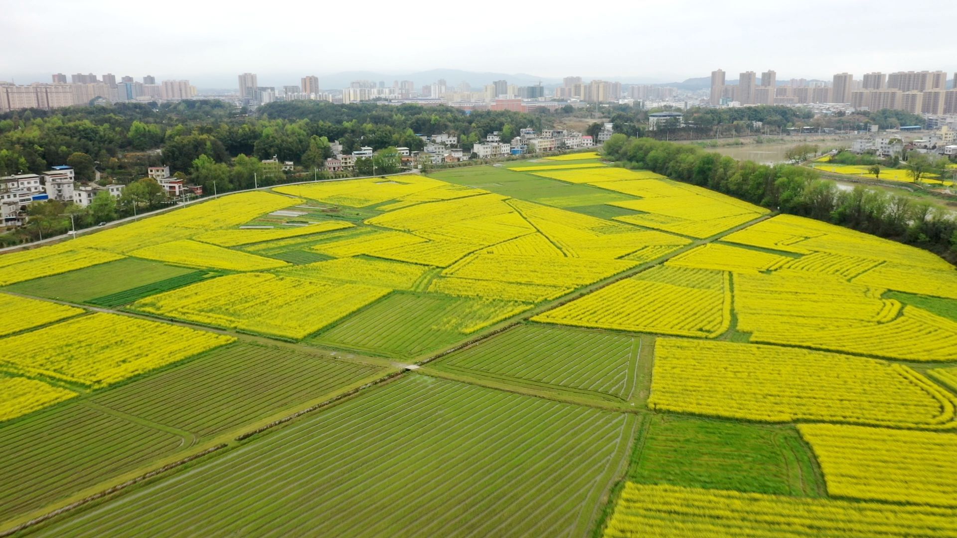 农业动态⑥通城油菜花海遍地香