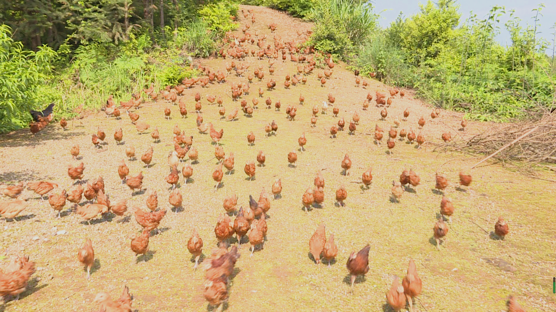 完回到家之后,对技术有所了解了,加上自己慢慢摸索,包括对养鸡的温度