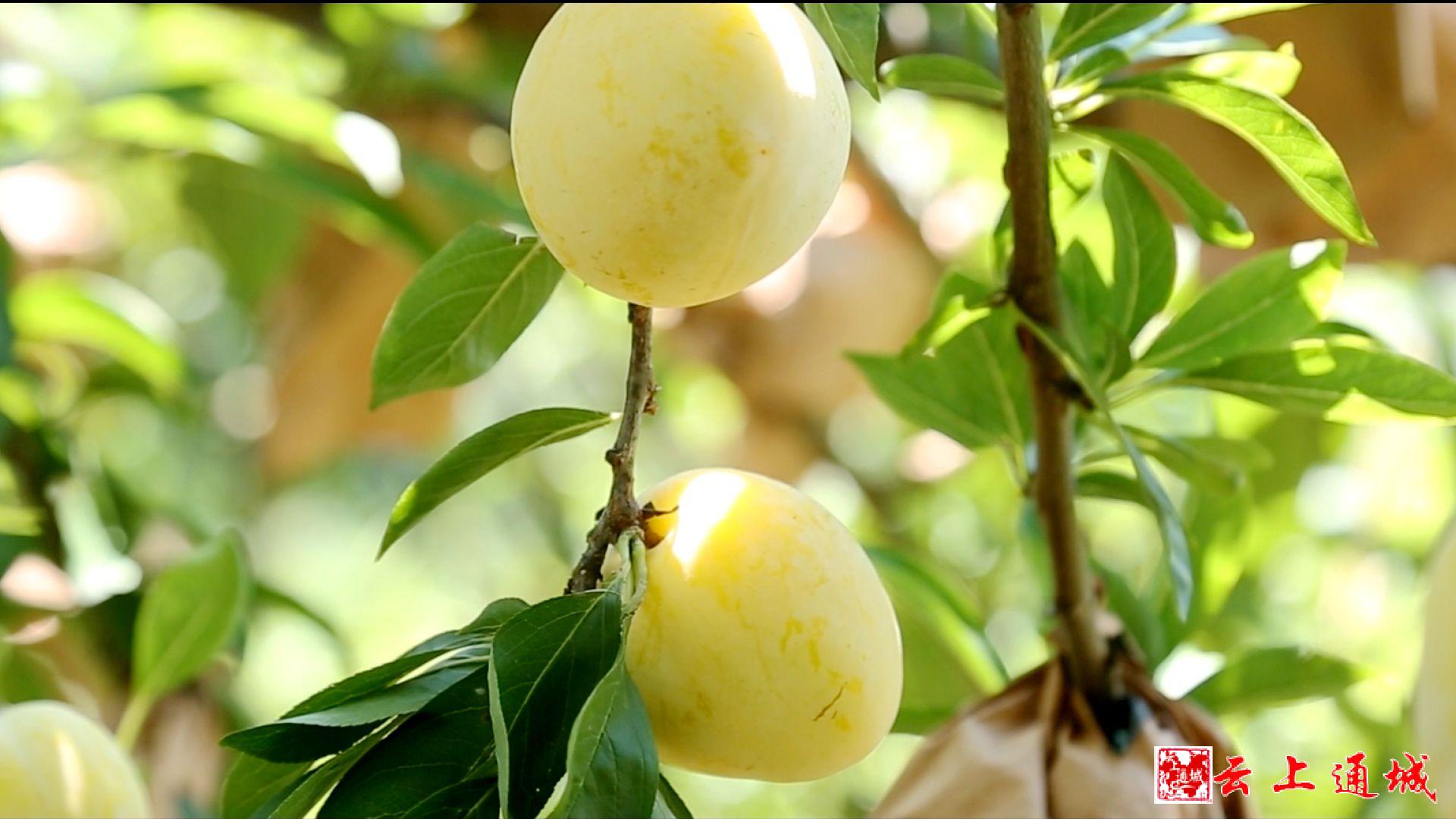 通城融媒应邀参加湖南汝城2021(第四届)红色沙洲奈李