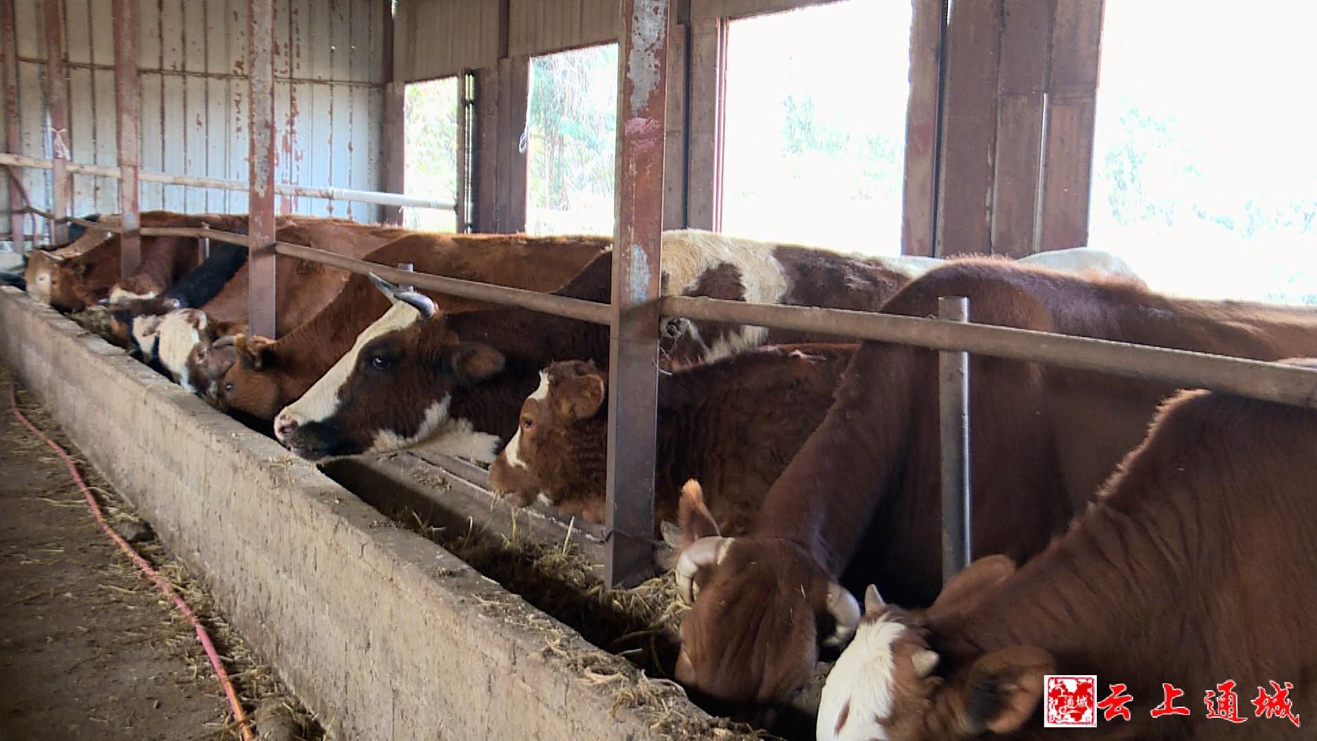 沙堆镇石冲村养殖户 付冠英:我从2012年开始养牛,刚开始是因为我老婆