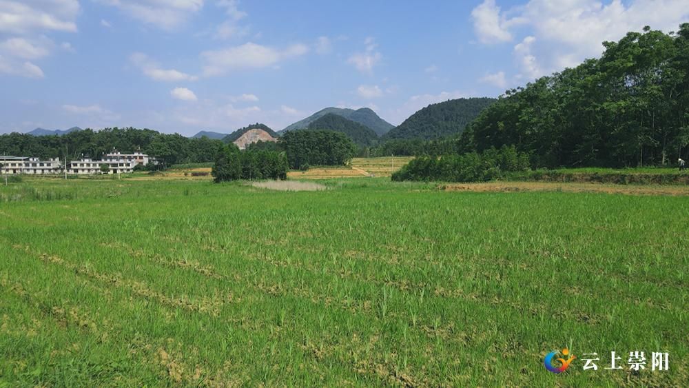 綠色發展解鎖幸福密碼崇陽奮力打造國家兩山理念實踐樣板