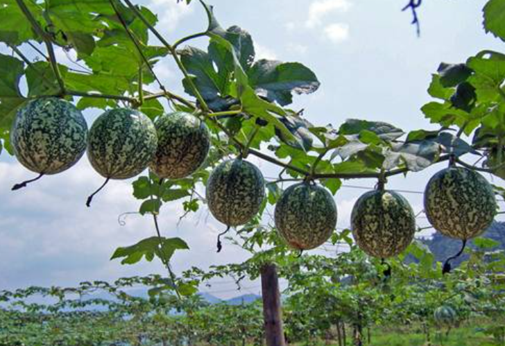 这个吊瓜种植合作社名为崇阳县林罡种养专业合作社,占地220亩,总投资