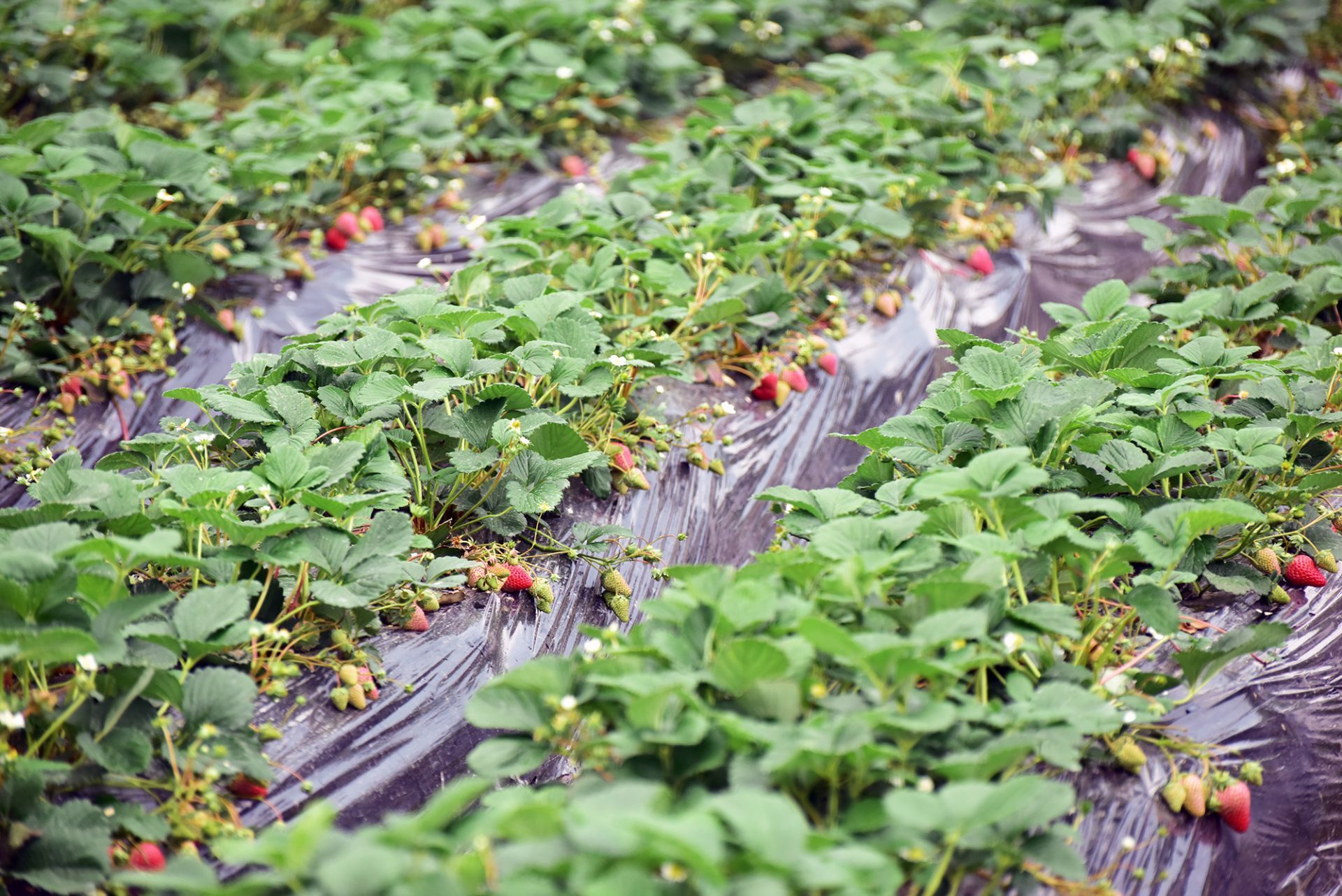 记者乡村行97崇阳这里的草莓熟了一起共度莓好时光