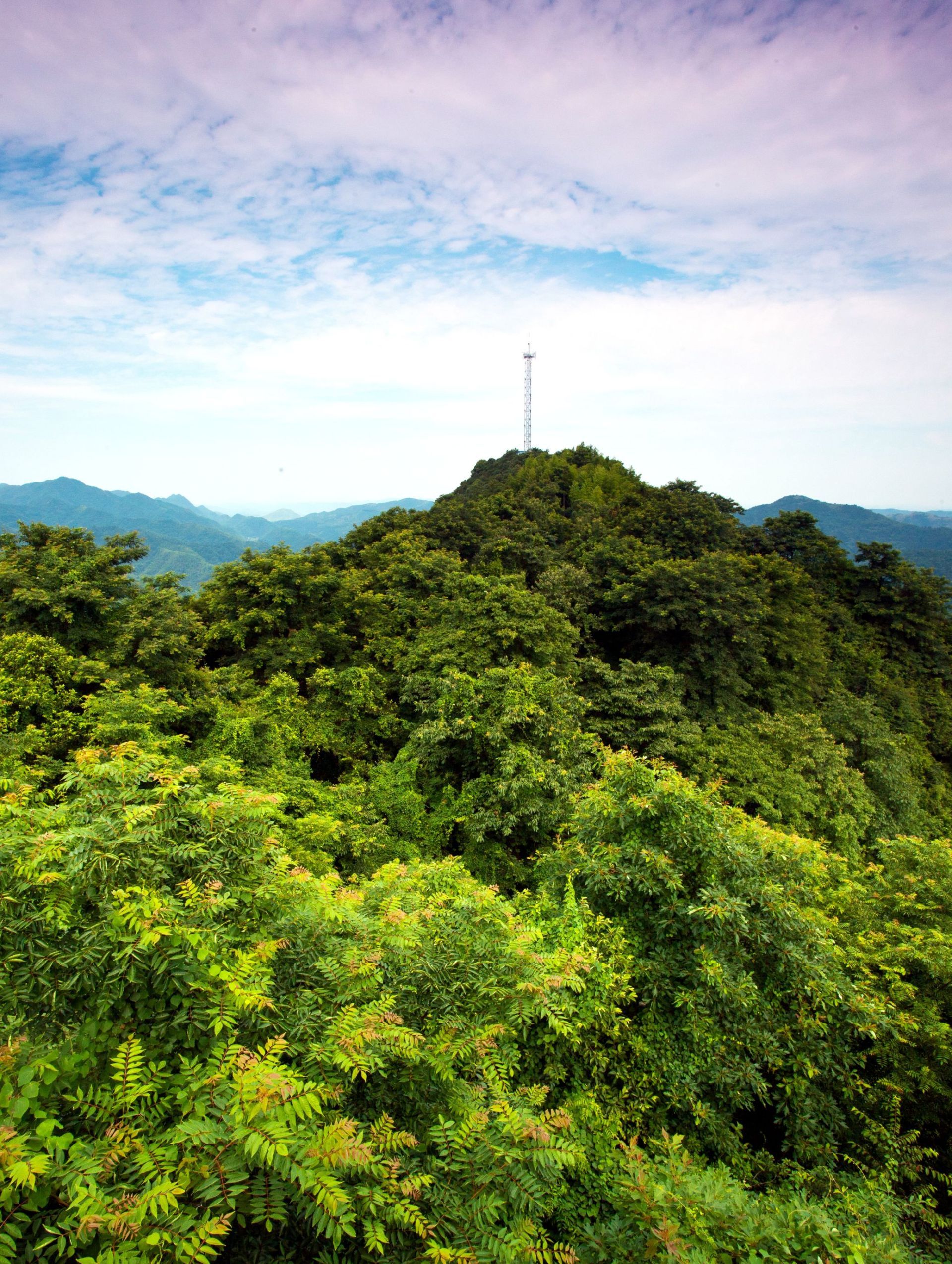 回春有术湖北省桂花林场管理局按下退化林修复键