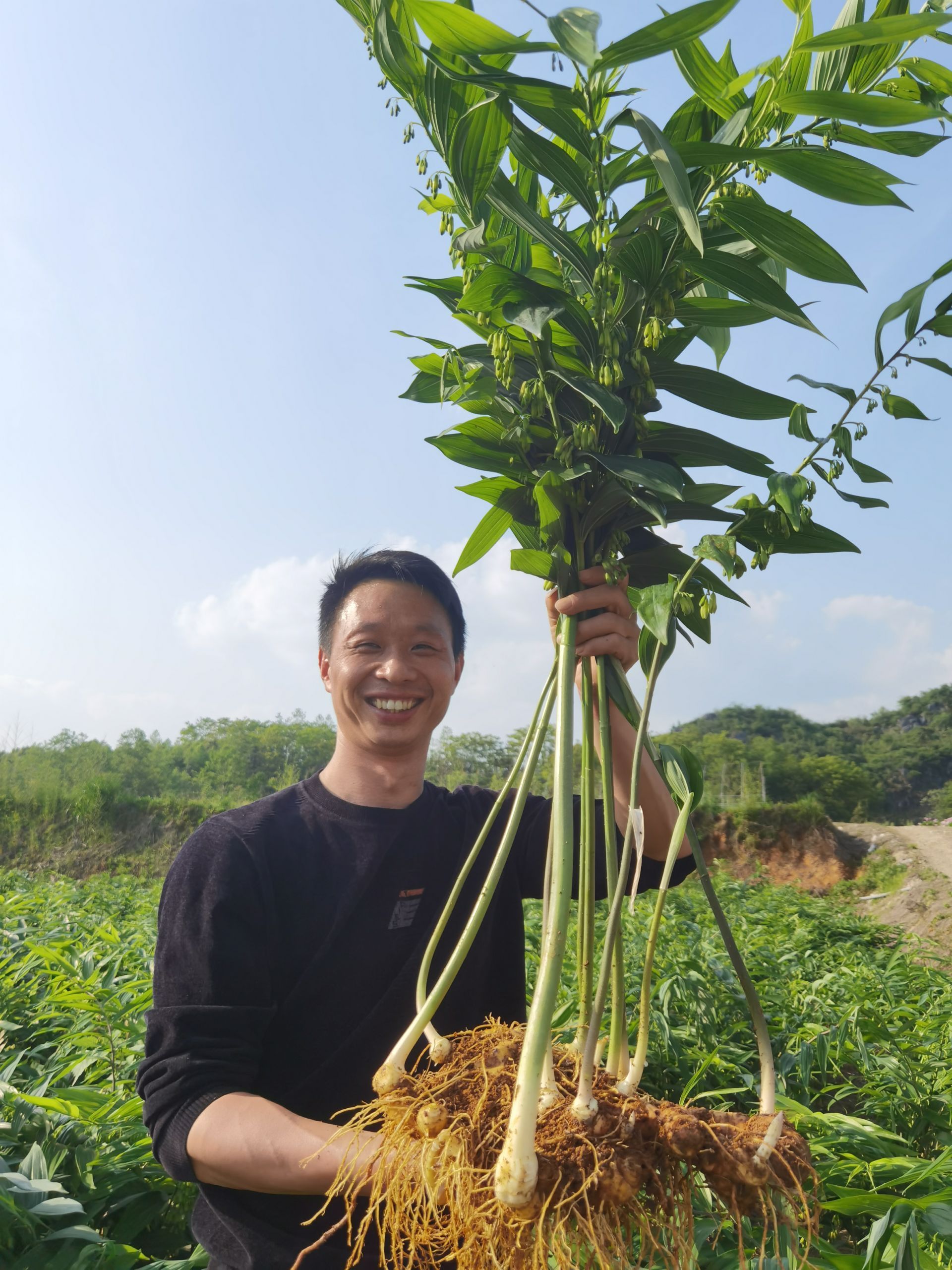 我們的新時代75崇陽中藥材遍地開花