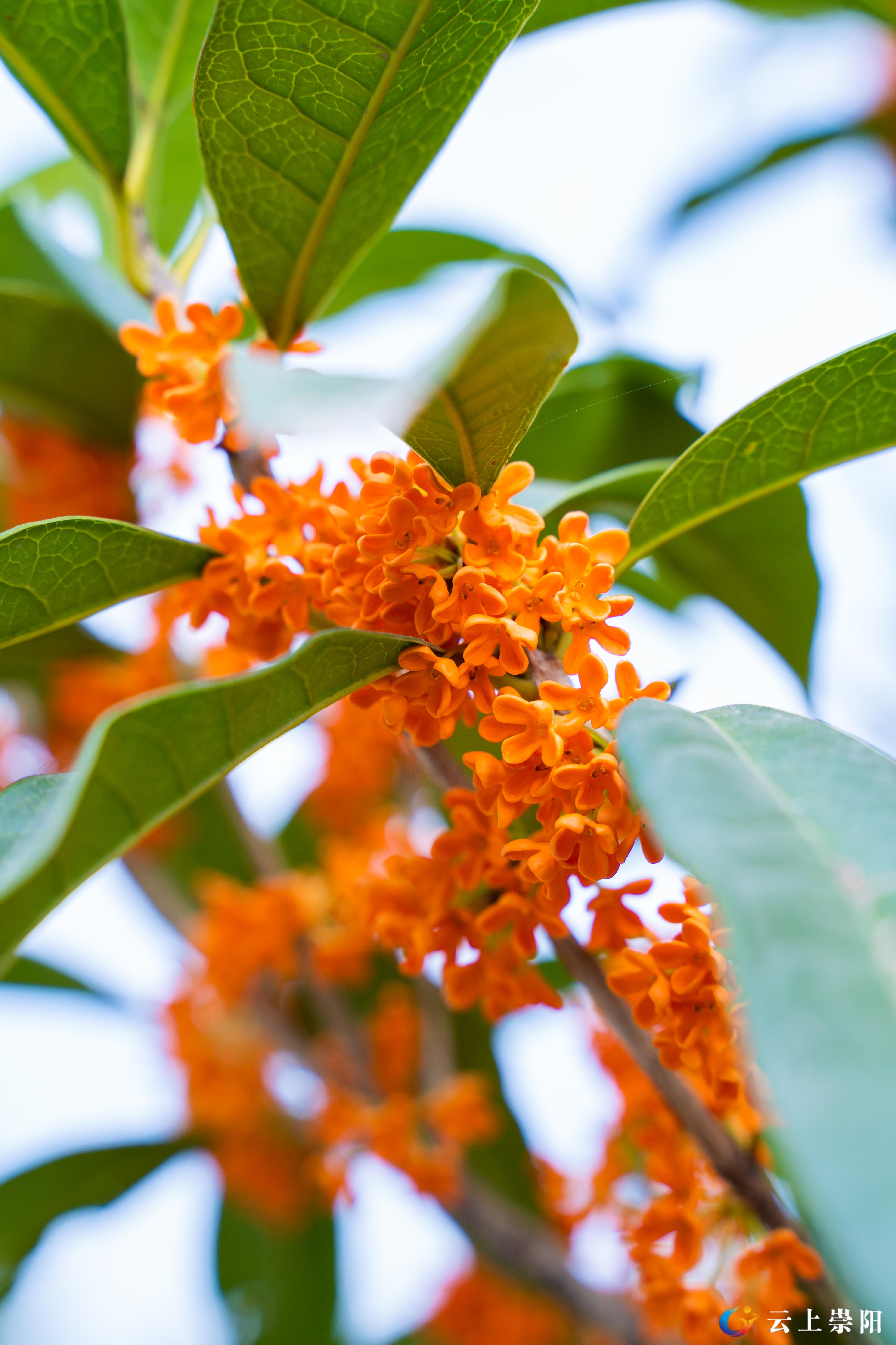 秋风起 崇阳满城桂花香_云上崇阳