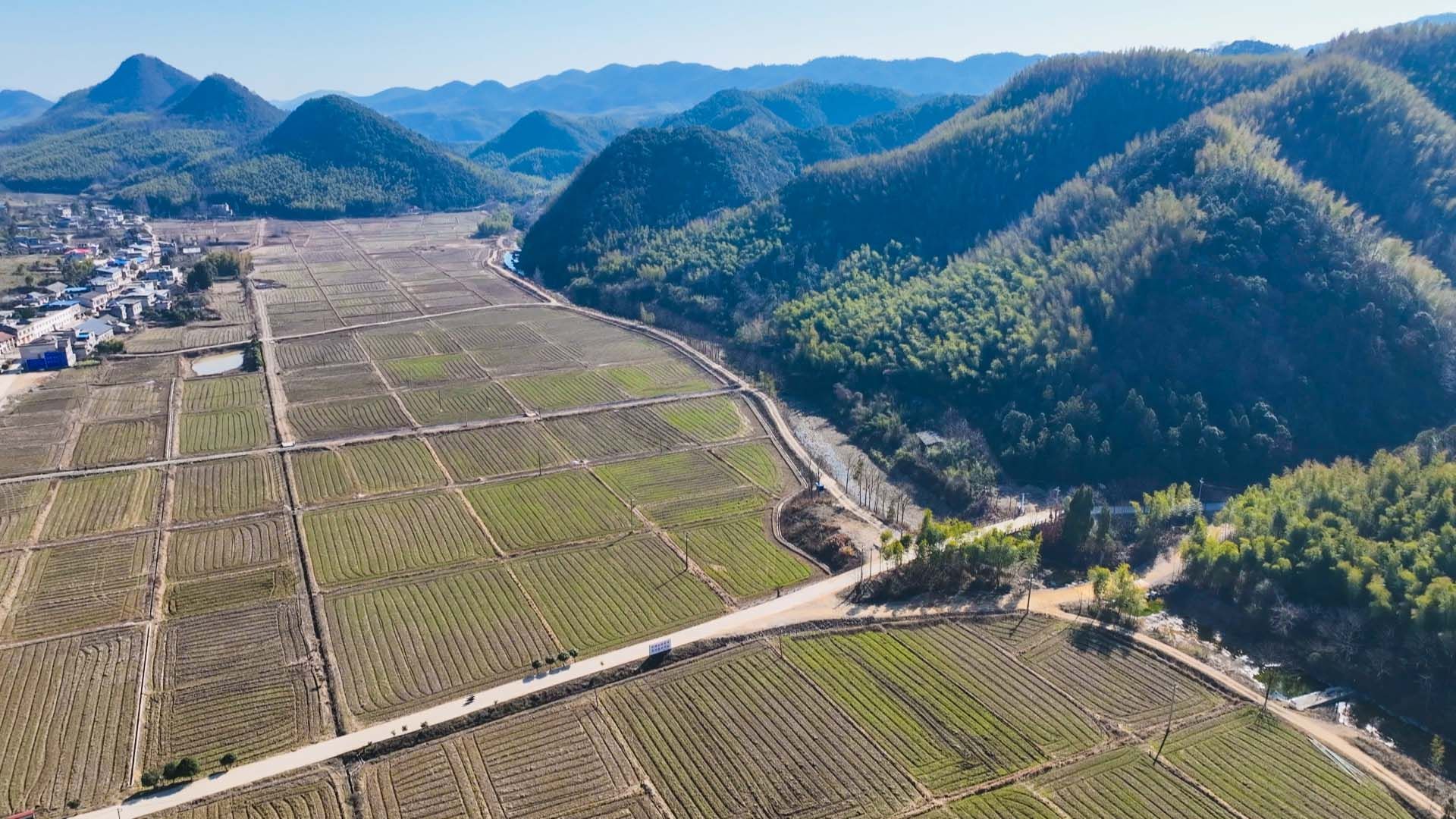 【新春走基层97】崇阳县桂花泉镇:无人机化身"护林员" 守护山间一抹