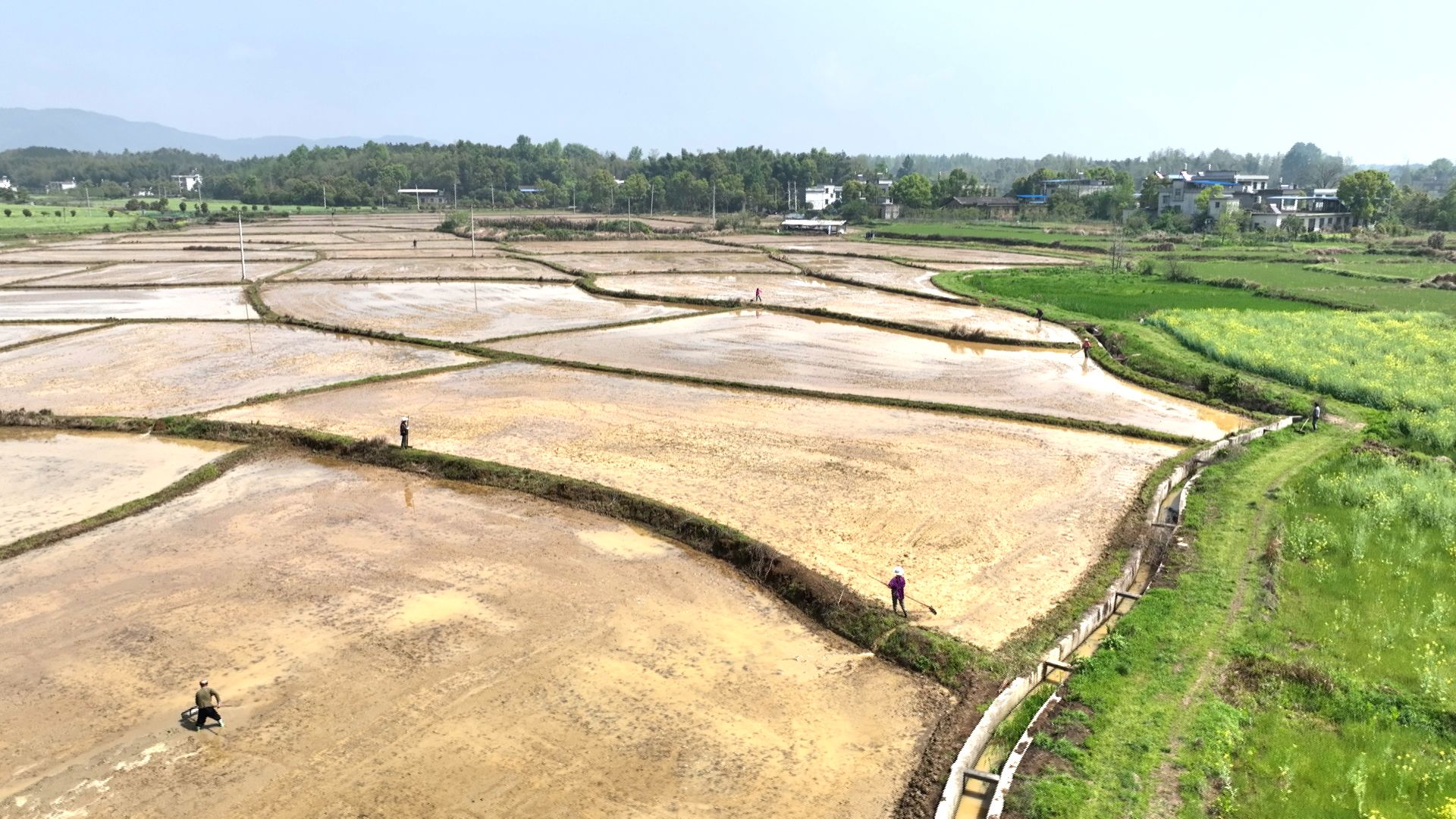 【记者乡村行(136)】崇阳县天城镇:人勤春来早 春耕田间忙 _云上崇阳