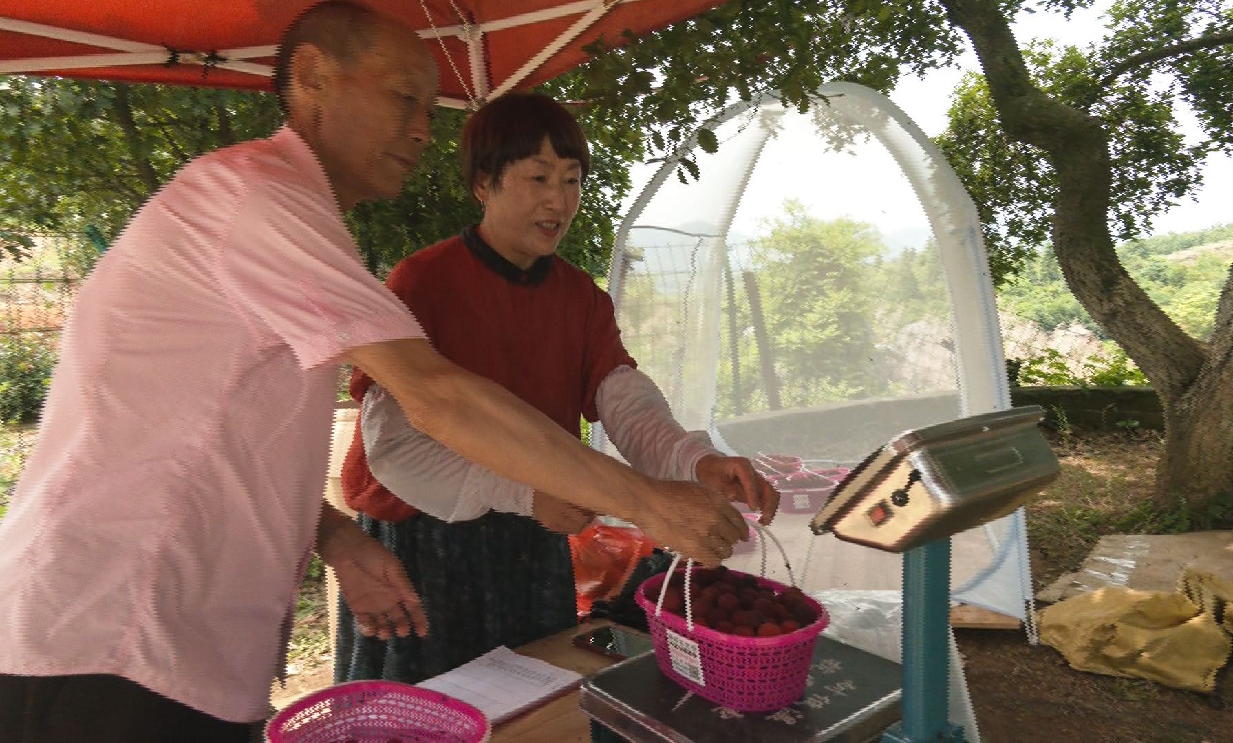 【记者乡村行(150)】崇阳县青山镇:佳节硕果挂满枝 休闲采摘正当时