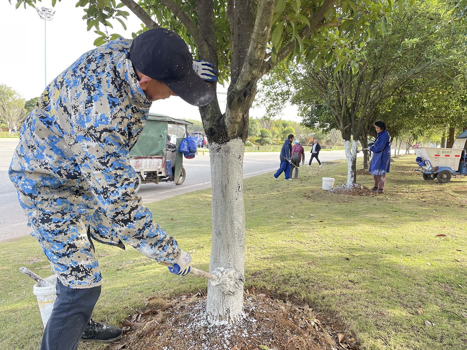 据了解,冬季树木刷白是园林绿化养护管理的一项重要内容,刷白剂主要以