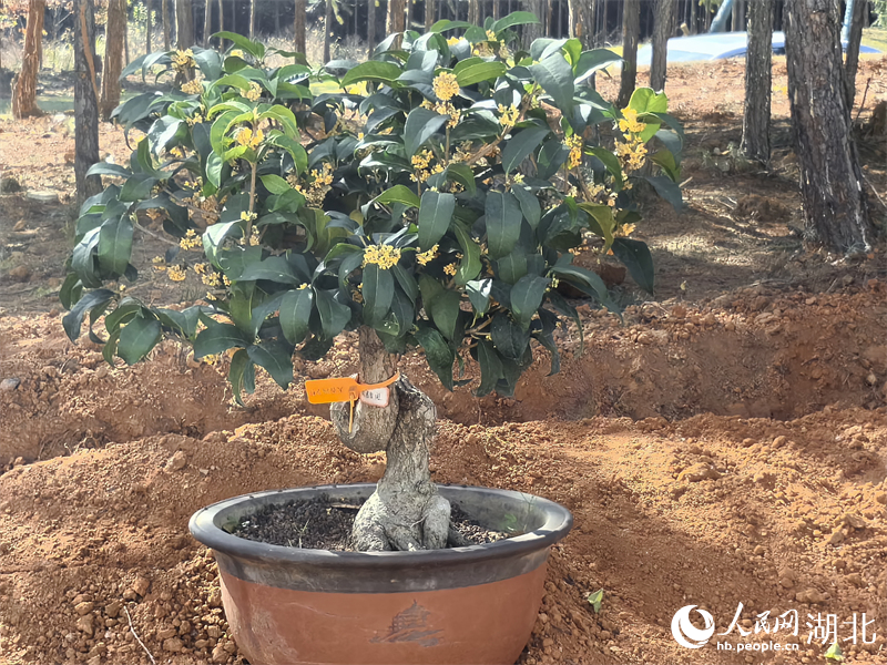 寒冬里,桂花盆栽仍散发着香味。人民网 周雯摄