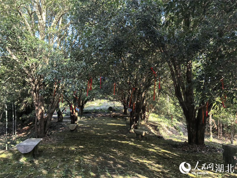 桂花源景区古桂成群。人民网 周雯摄