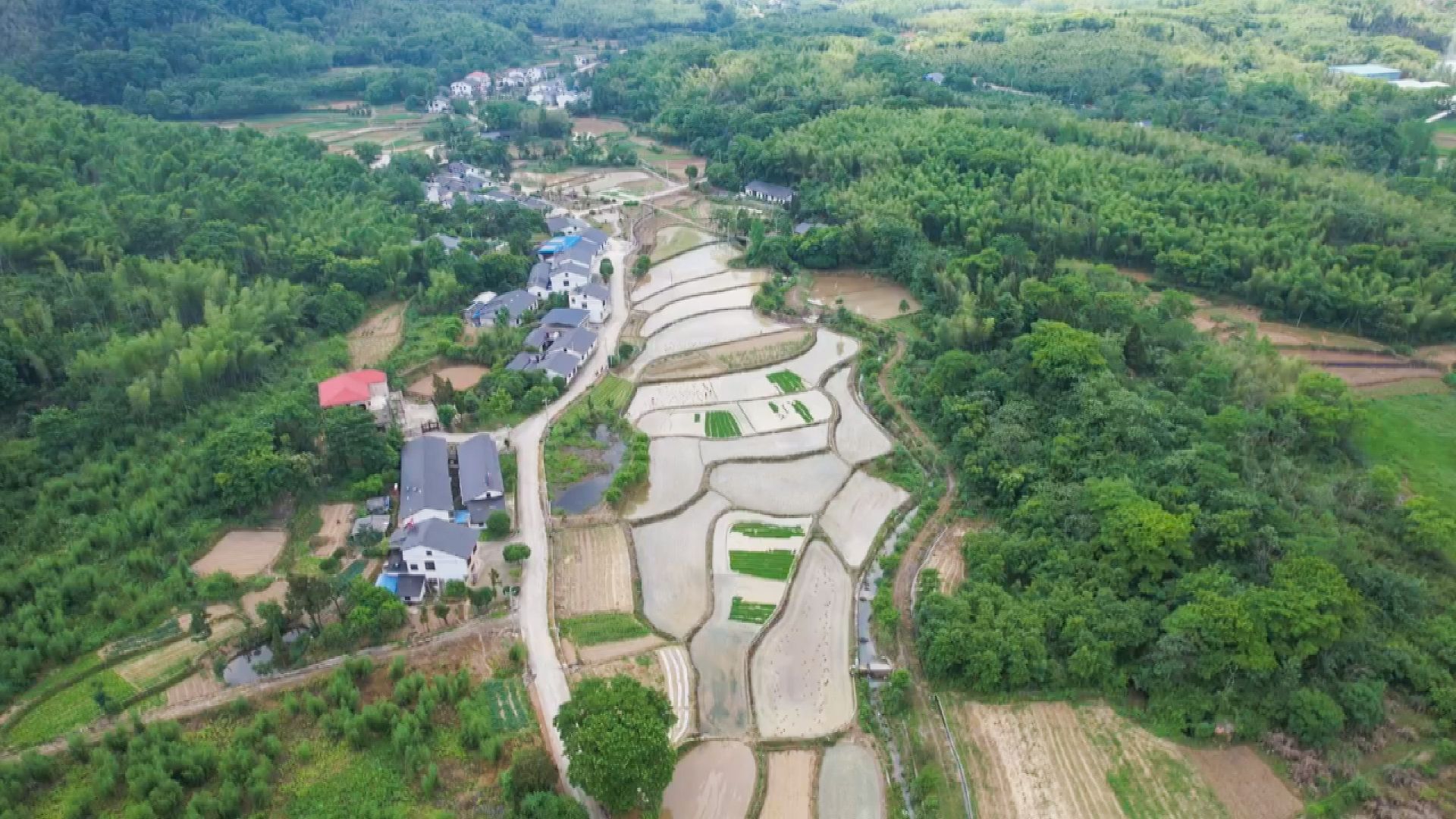 崇阳县桂花泉镇:"三夏"时节插秧忙