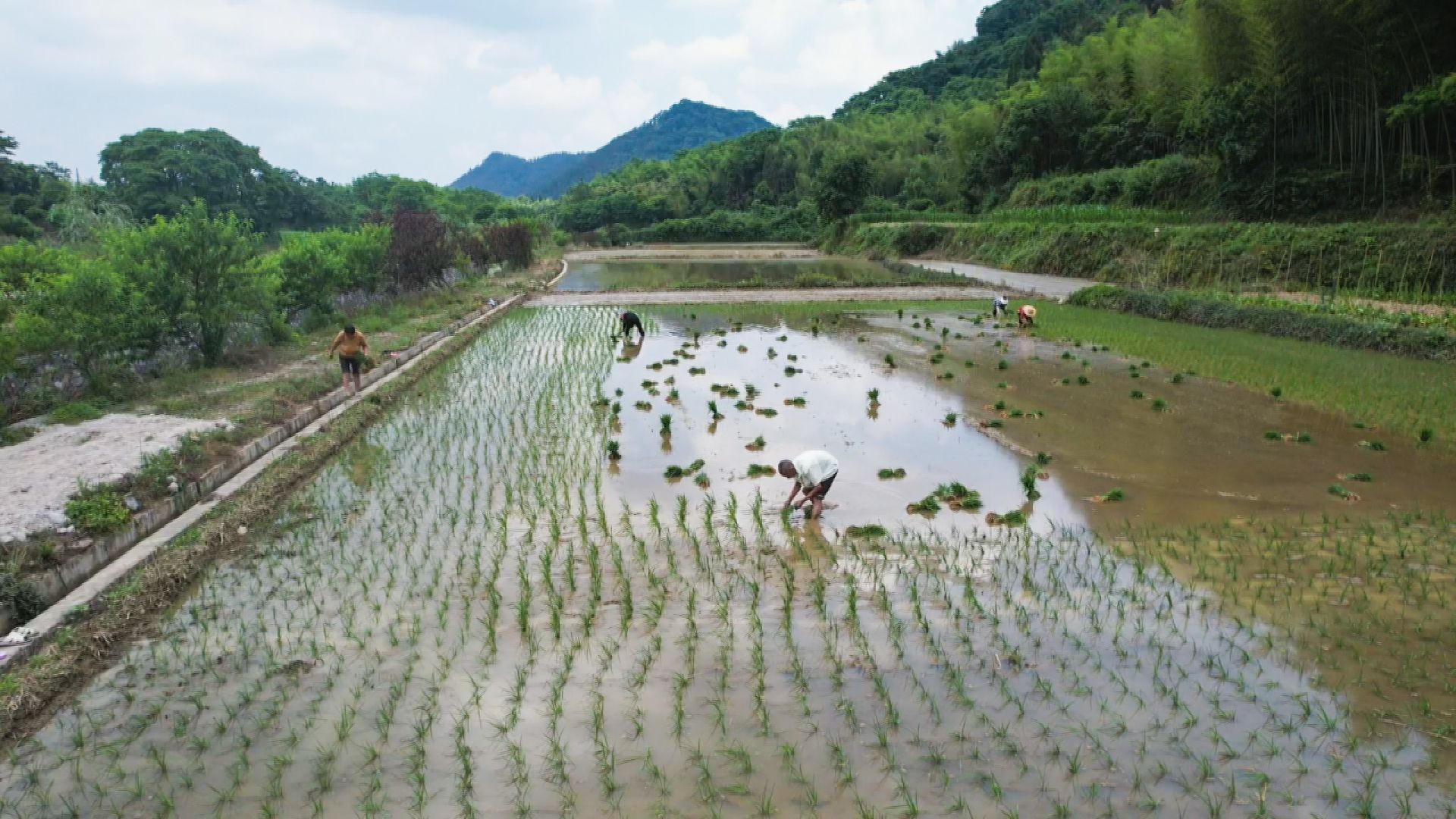 崇阳县桂花泉镇:"三夏"时节插秧忙