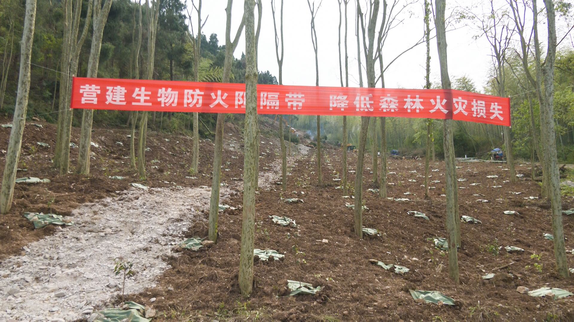 与会人员来到省桂花林管局老南山屋后生物防火阻隔带和杨家沟森林防火