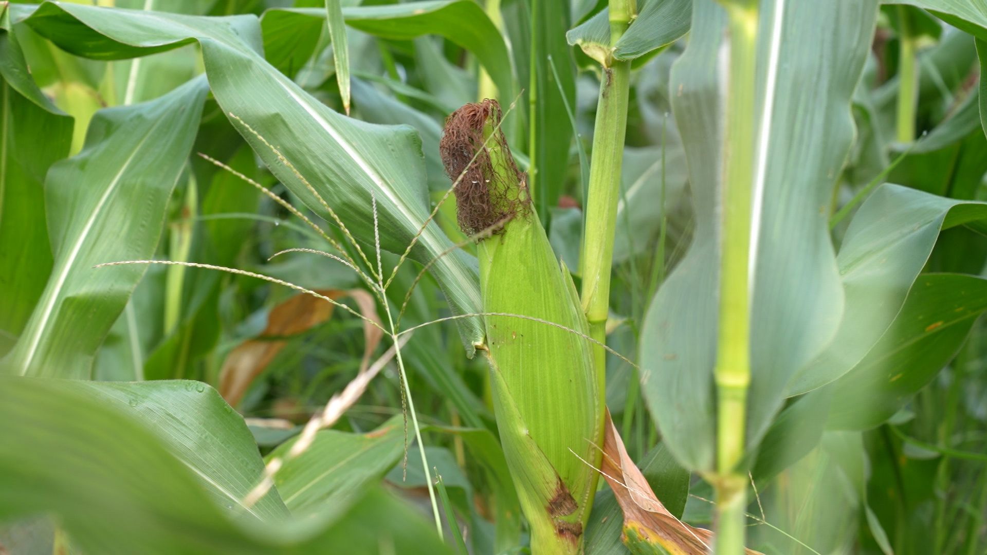 咸宁崇阳:水果玉米喜丰收 乡村振兴"甜"动力_长江云 -