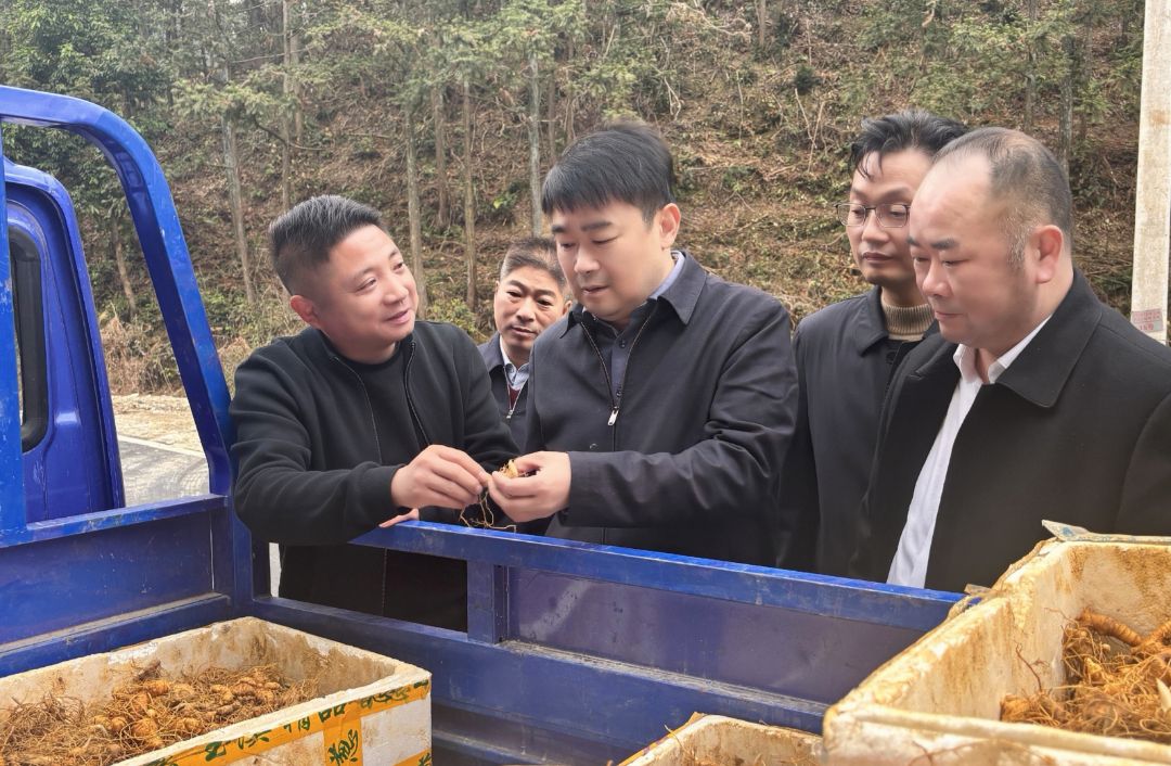 徐望深入桂花泉镇调研时强调：发挥资源优势 因地制宜推动林下经济高质量发展.jpg