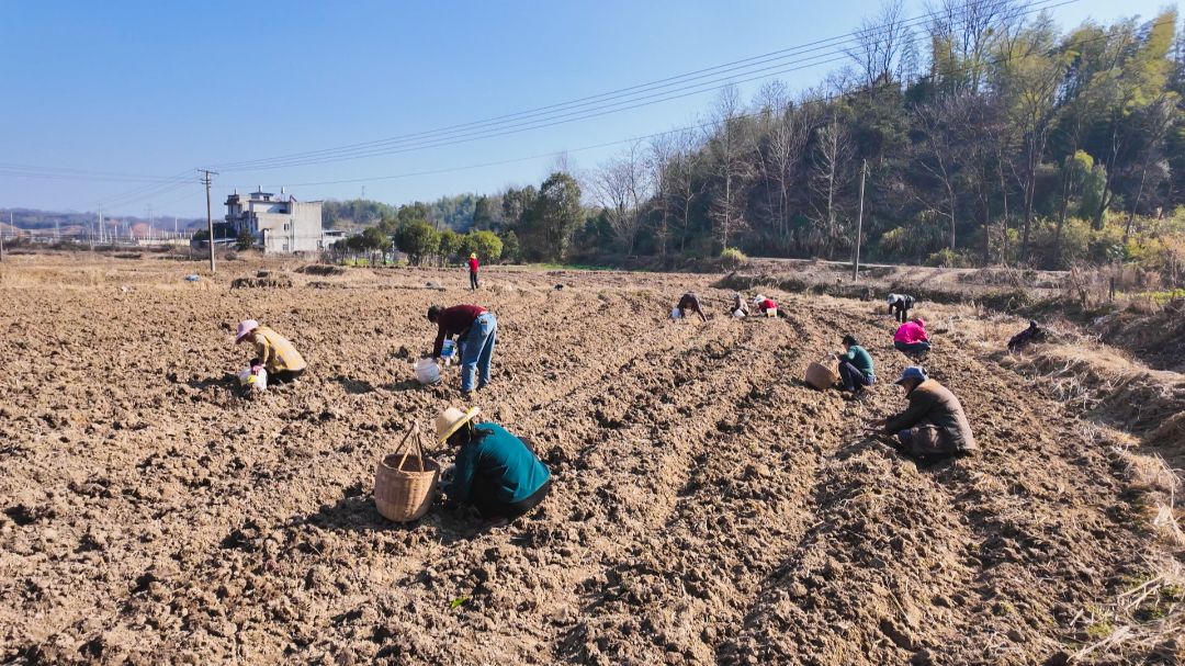 崇阳县石城镇：“参”活一方产业 家门口端上“金饭碗”.jpg