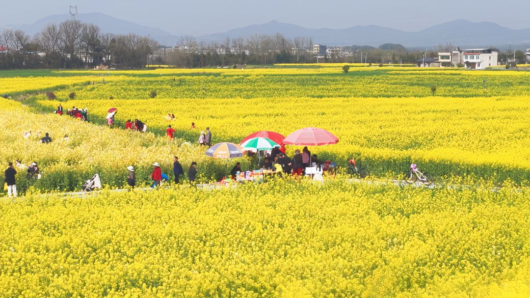 山水为卷花为墨 七彩田园兴文旅.jpg