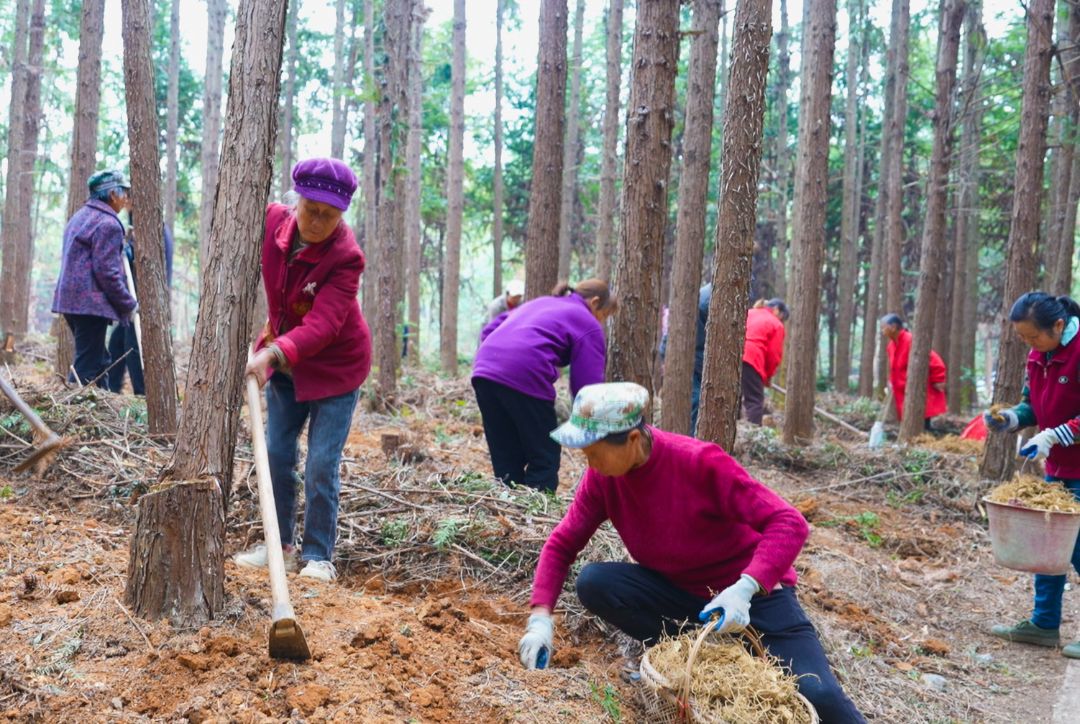 正在上传... 【林下掘“金” 生态富民㉔】崇阳县青山镇:春耕种“金苗” 林下黄精富乡邻.jpg