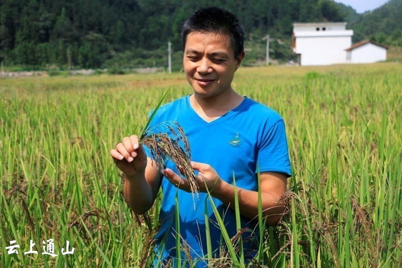 通山返乡青年农民的五彩稻田梦