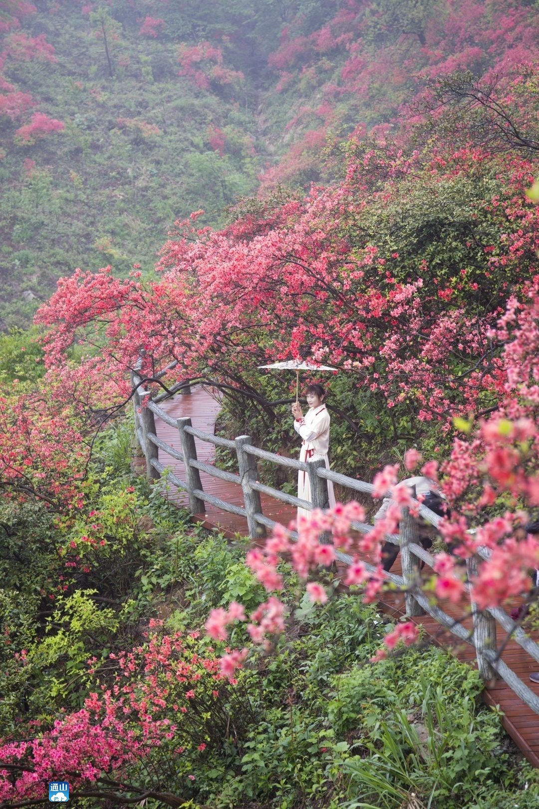 通山大幕山杜鹃花图片图片