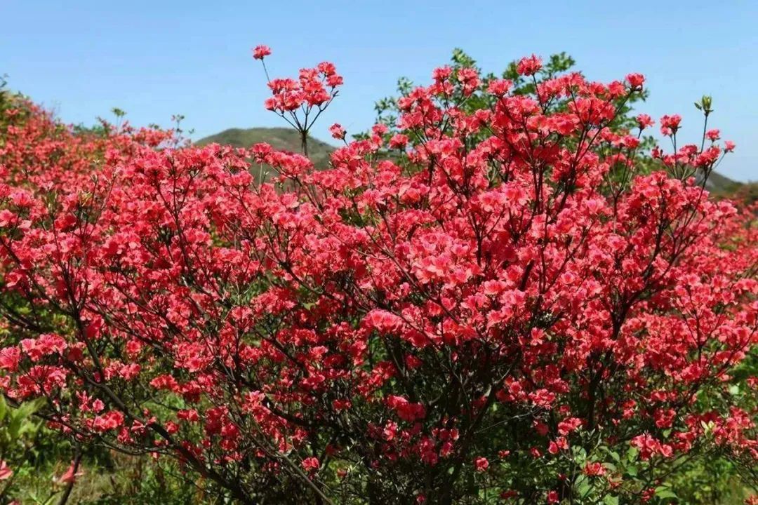 鄉音最美故鄉映山紅