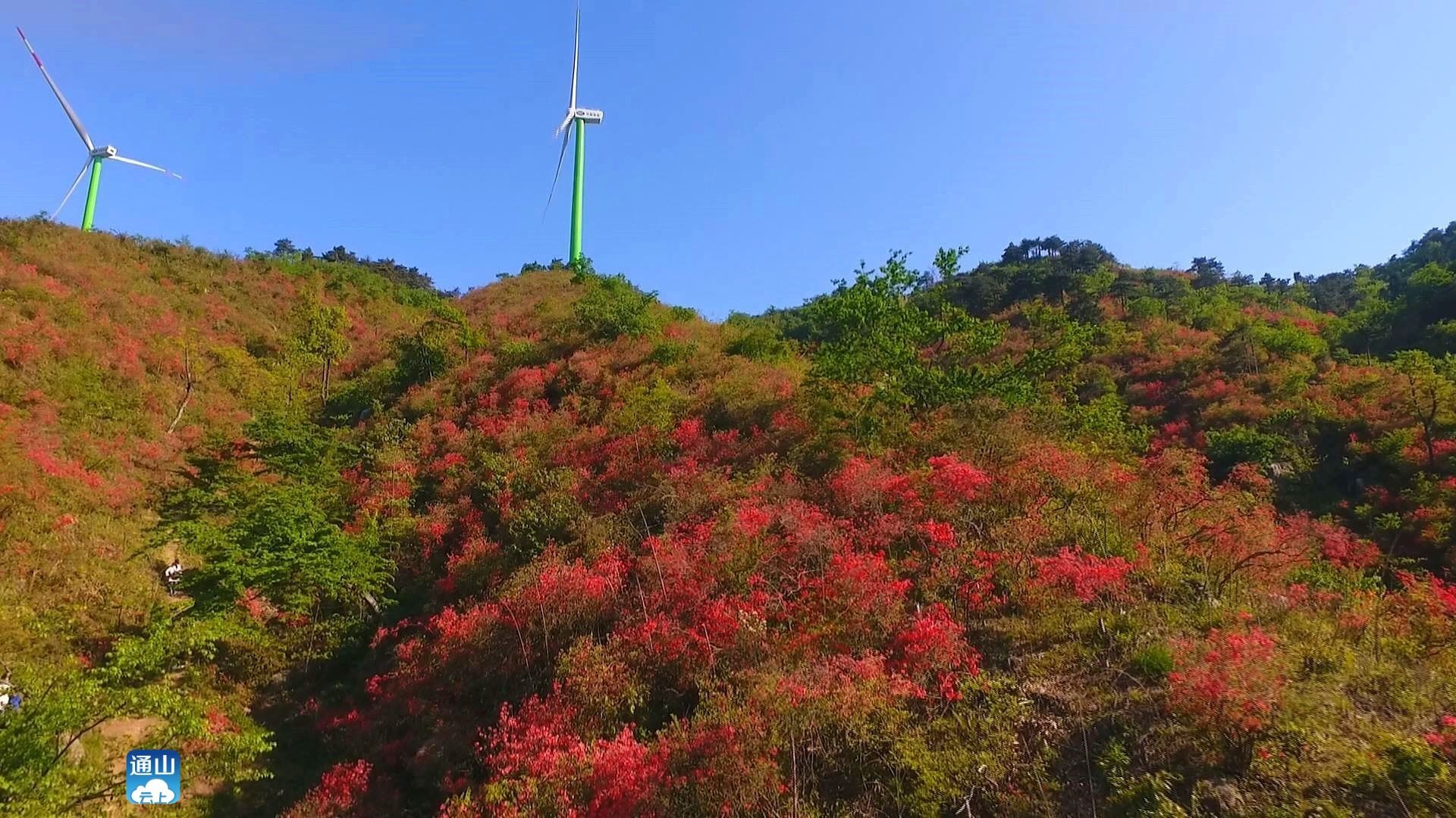 通山大幕山杜鹃花图片图片