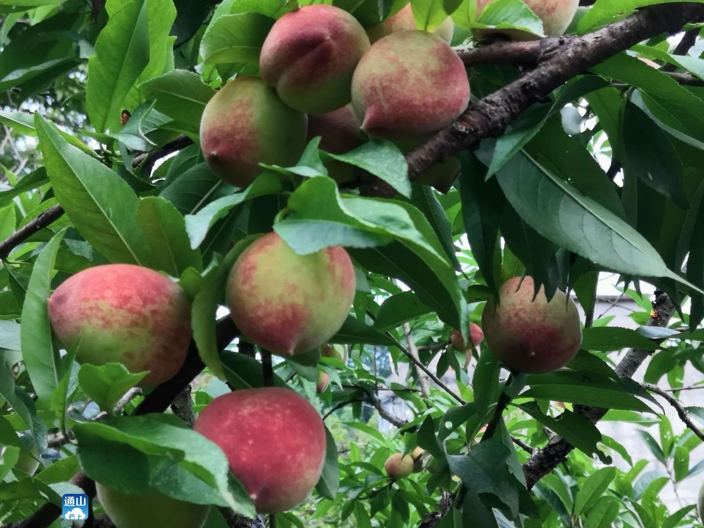 图文凤池山桃子熟了甘甜可口惹人桃醉