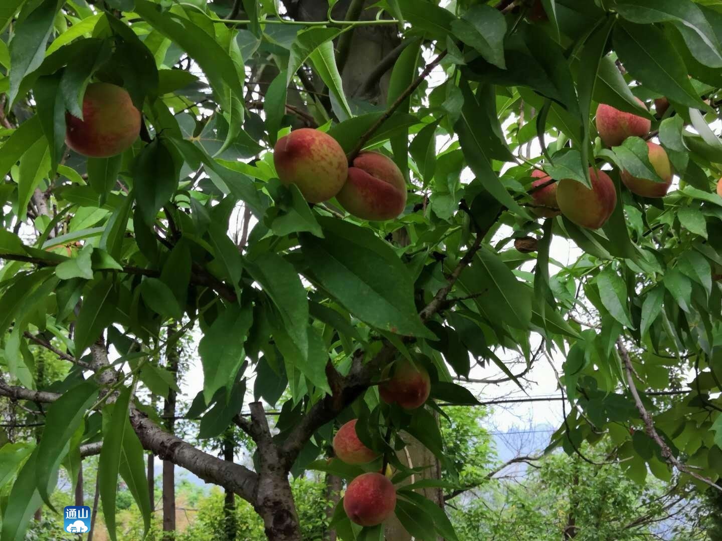 图文凤池山桃子熟了甘甜可口惹人桃醉