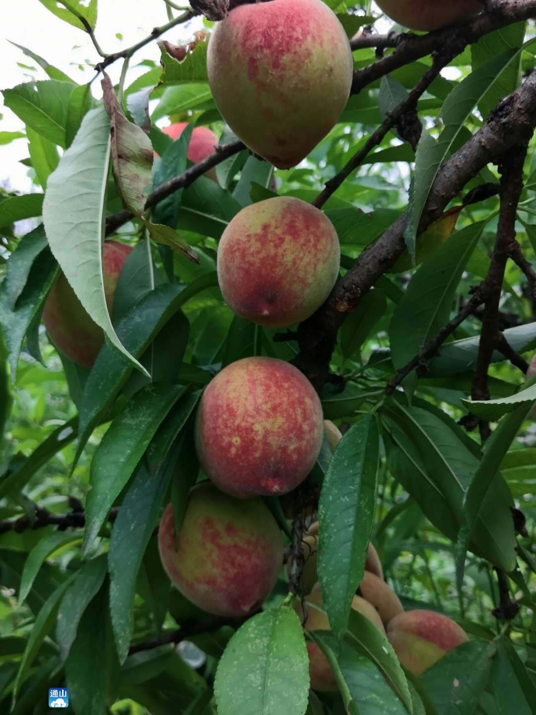 云上小编温馨提示桃子有水果皇后的称号,虽好吃但一次不宜多食哦!