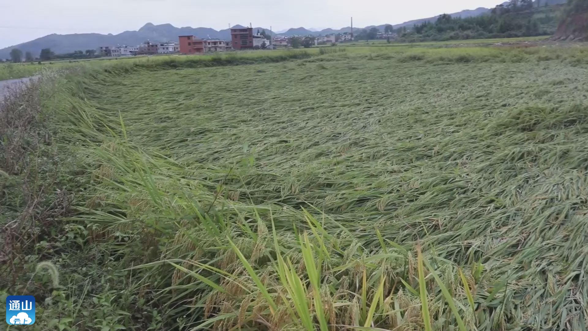 南林桥镇副乡级助理员廖青山说"据村里统计,龙卷风刮倒水稻面积在600