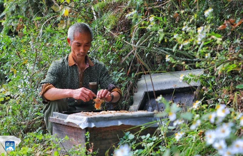 图文大山深处养蜂人