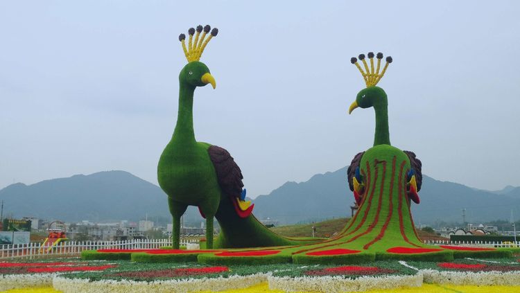 长江云图文秋色丨王明璠花海