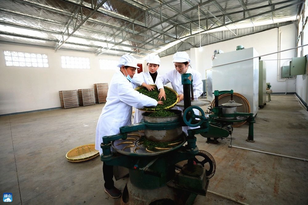 走進同太和紅茶基地製茶車間,工人開足馬力加工茶葉,茶葉加工生產線