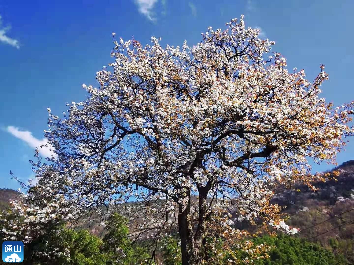 杨芳林乡春来樱花谷秀美赛江南