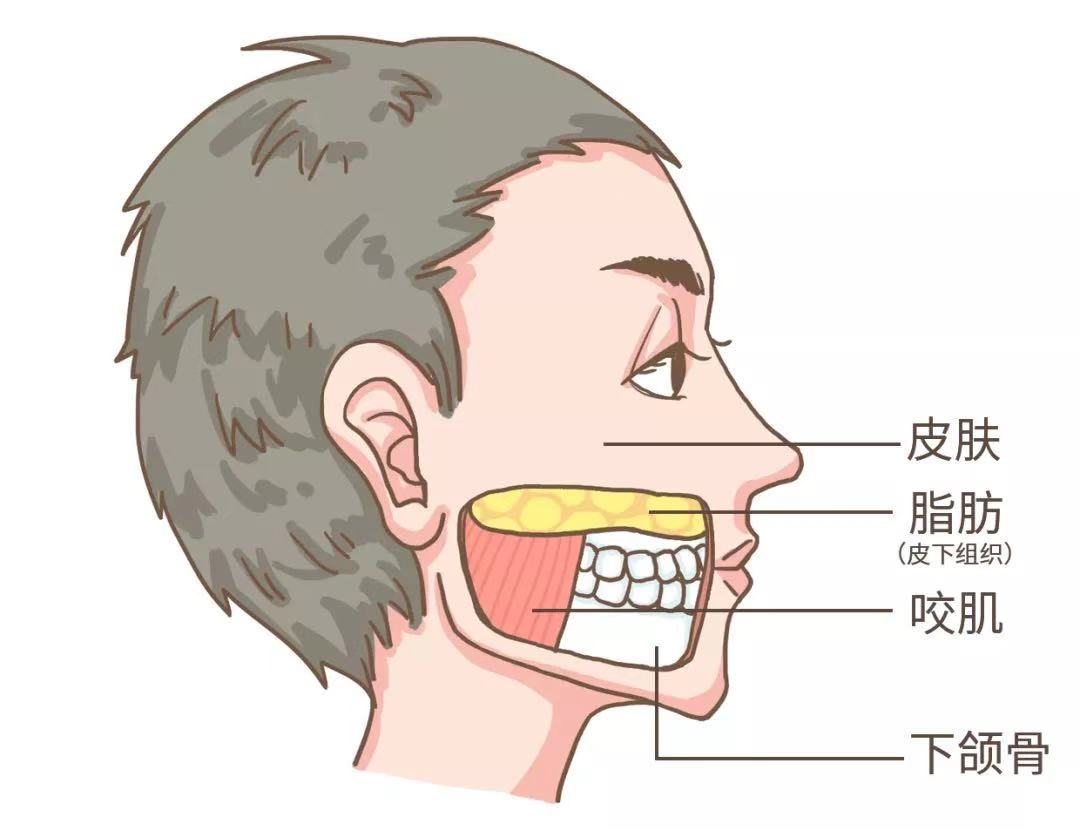 磨牙,作為加強版的咬合動作自然也離不開這兩個部位然而我們的下頜骨