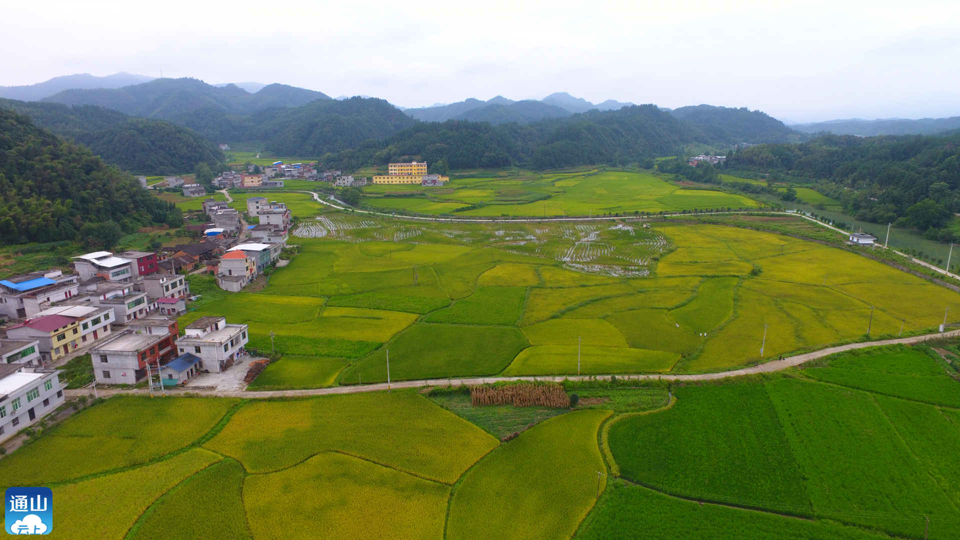 v视通羊镇寨下村田间稻谷香群众收割忙