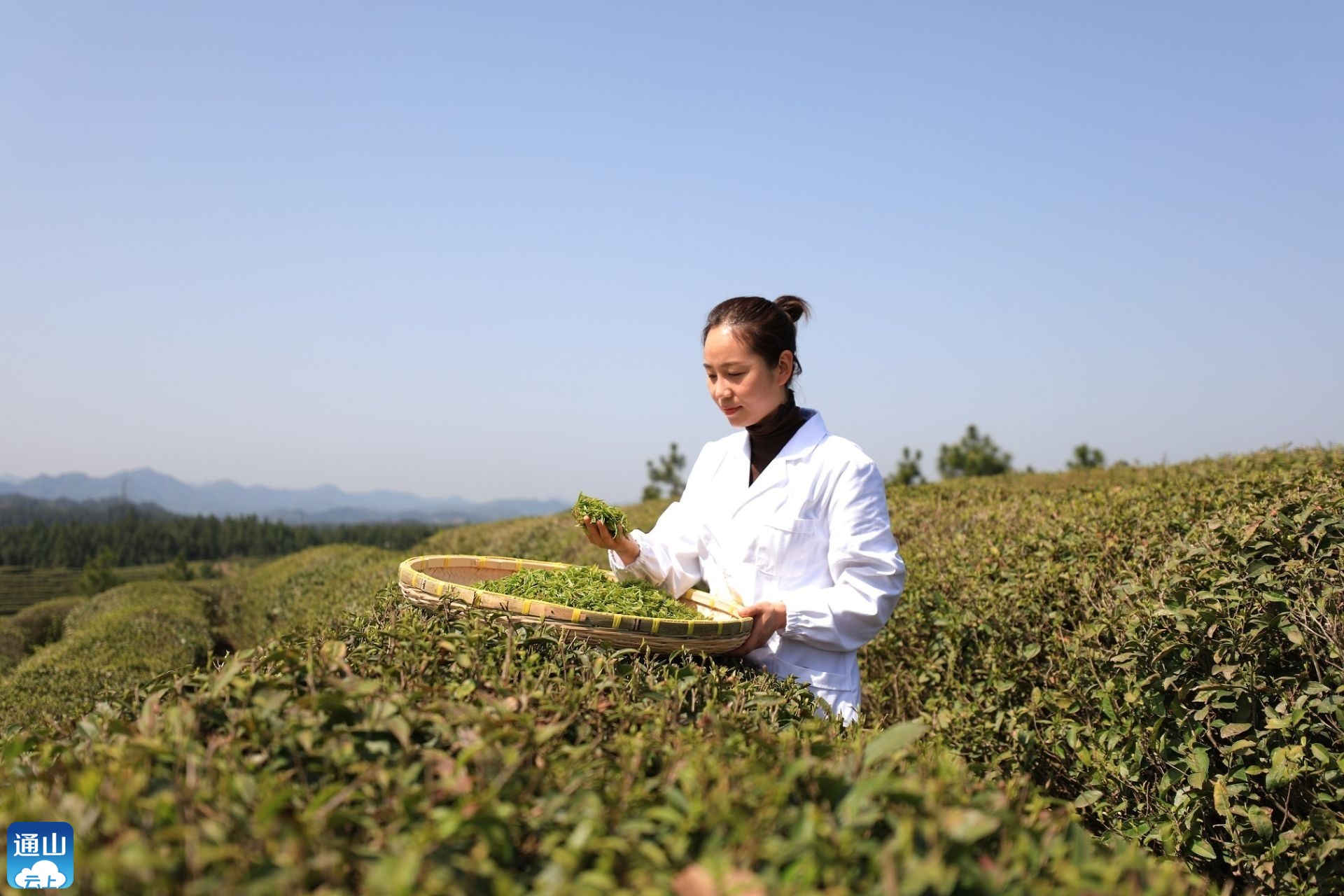 记者走基层70通山一叶春茶绿一业乡村兴
