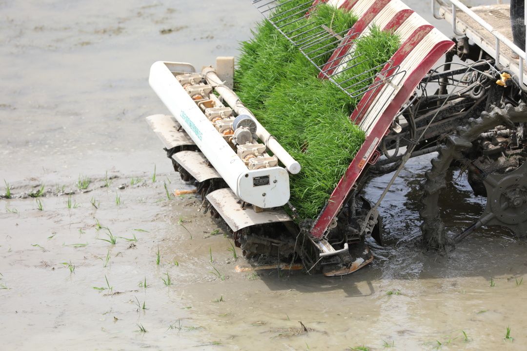 图文通山育秧工厂化插秧机械化助力粮食生产