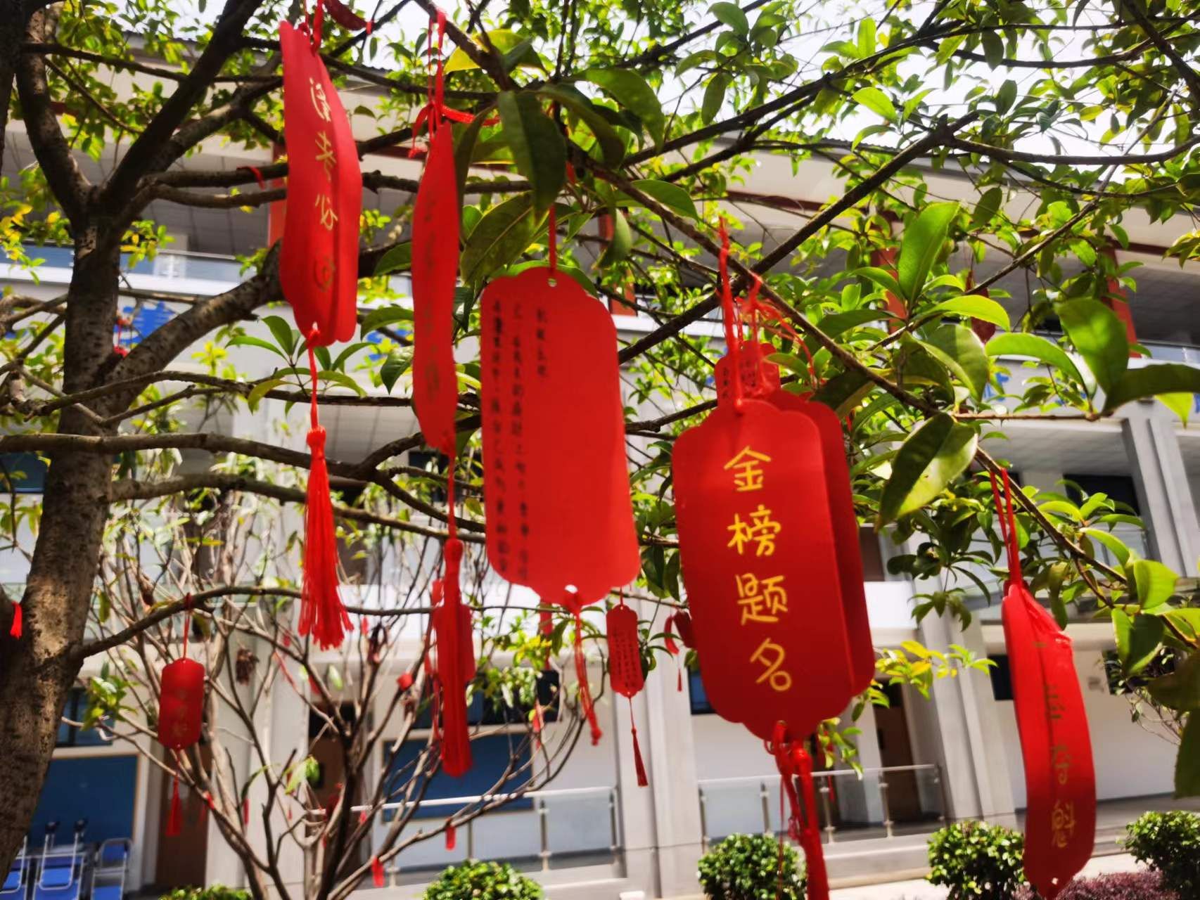 2022通山高考61考场内外许愿树上挂满高考心愿