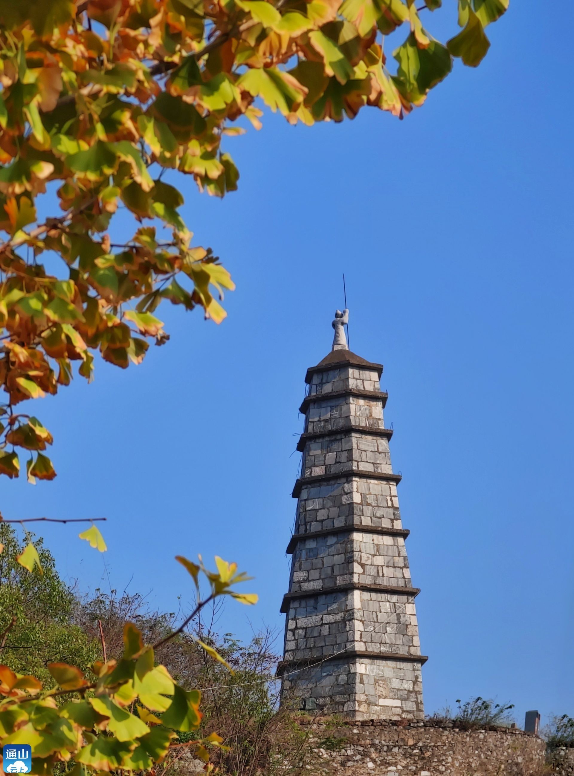 组图丨银杏通山初冬最耀眼的一抹金黄