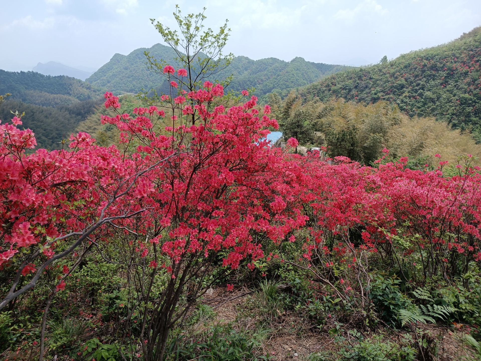 通山大幕山杜鹃花图片图片